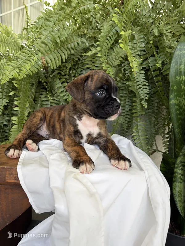 Tucker – Boxer puppy for sale in Washington, IN