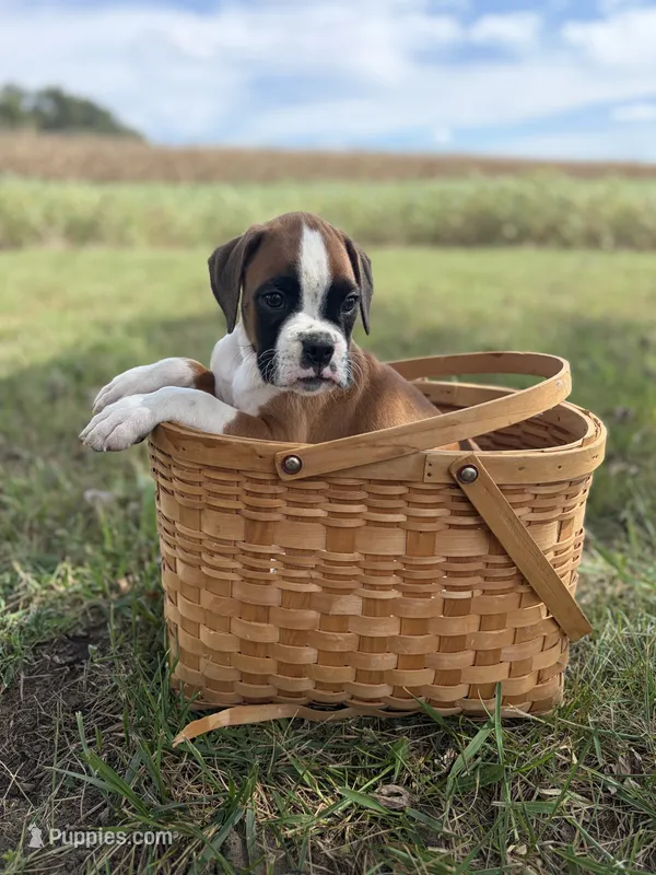 Tank – Boxer puppy for sale in Washington, IN