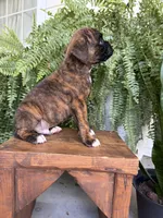 Tucker, a male Boxer for sale in Washington, IN – 5 of 6