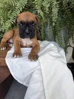Tilly, a female Boxer for sale in Washington, IN – 4 of 8