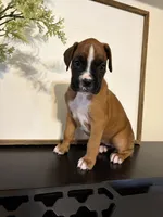 Reni, a female Boxer for sale in Washington, IN – 1 of 6