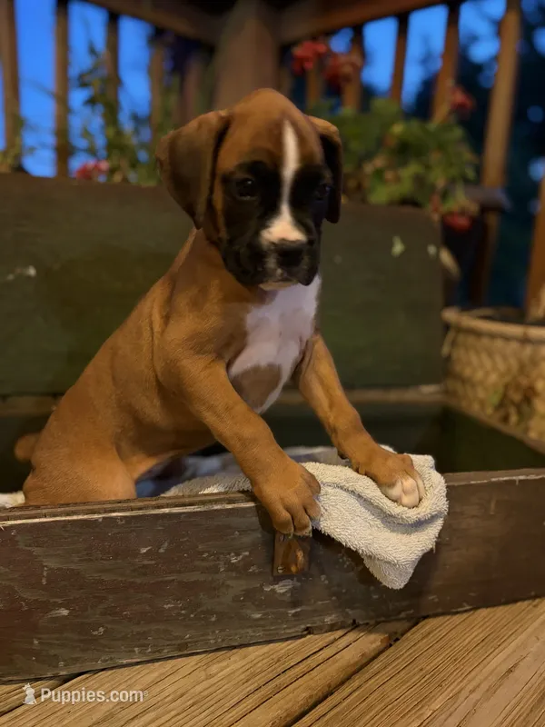 Reni – Boxer puppy for sale in Washington, IN