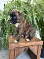 Tucker, a male Boxer for sale in Washington, IN – 2 of 6