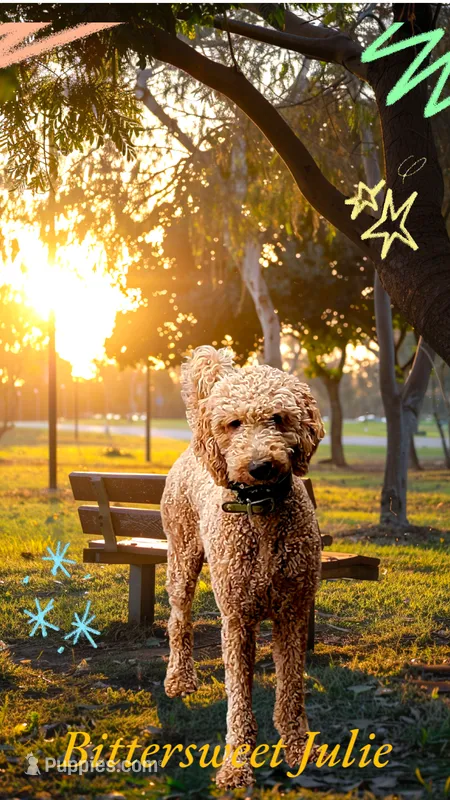 Julie – Goldendoodle puppy for sale in Newport, NH