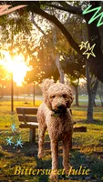 Julie, a female Goldendoodle for sale in Newport, NH – 1 of 4