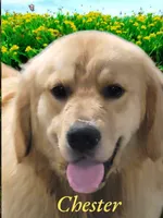 Chester, a male Golden Retriever for sale in Newport, NH – 2 of 4