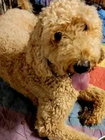 Julie, a female Goldendoodle for sale in Newport, NH – 4 of 4