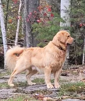 Chester, a male Golden Retriever for sale in Newport, NH – 3 of 4