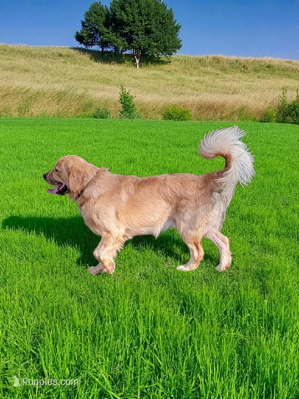 Chester – Golden Retriever puppy for sale in Newport, NH