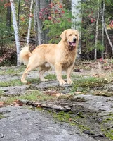 Chester, a male Golden Retriever for sale in Newport, NH – 4 of 4