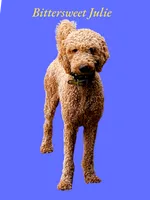 Julie, a female Goldendoodle for sale in Newport, NH – 2 of 4