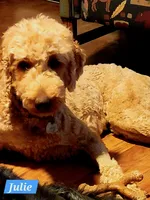 Julie, a female Goldendoodle for sale in Newport, NH – 3 of 4
