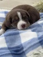 Tucker, a male Miniature Australian Shepherd for sale in Albion, IN – 4 of 6