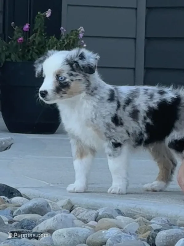 Ranger – Miniature Australian Shepherd puppy for sale in Albion, IN