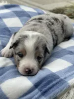 Duke, a male Miniature Australian Shepherd for sale in Albion, IN – 5 of 7