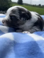 Mac, a male Miniature Australian Shepherd for sale in Albion, IN – 3 of 10