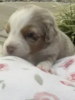 Roxy, a female Miniature Australian Shepherd for sale in Albion, IN – 6 of 7