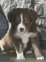 Tucker, a male Miniature Australian Shepherd for sale in Albion, IN – 5 of 10