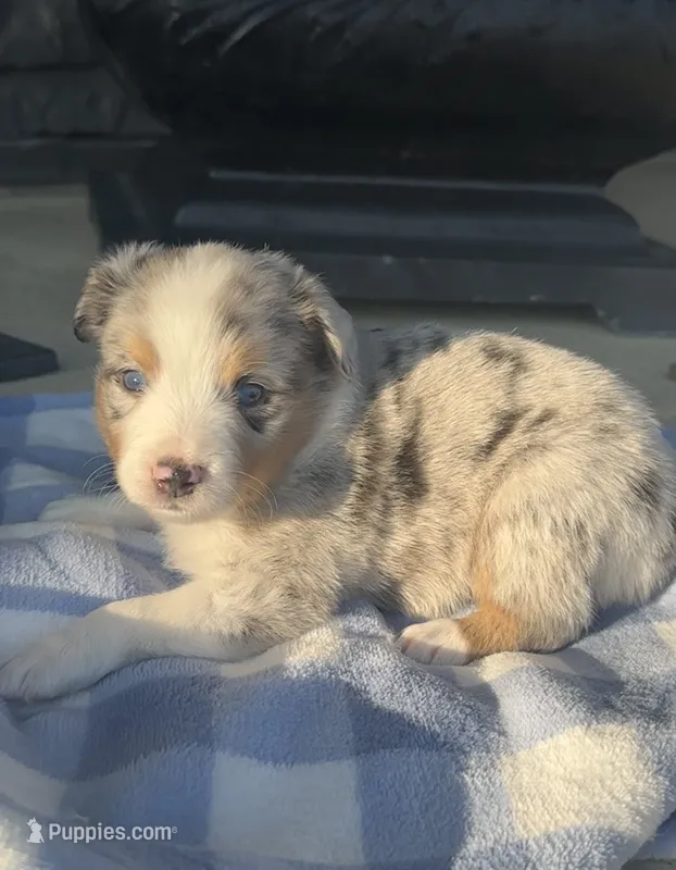 Duke – Miniature Australian Shepherd puppy for sale in Albion, IN
