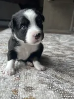 Thor, a male Miniature Australian Shepherd for sale in Albion, IN – 8 of 8