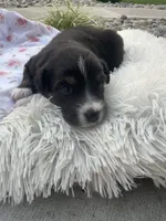 Ellie, a female Miniature Australian Shepherd for sale in Albion, IN – 6 of 8