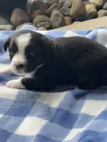 Thor, a male Miniature Australian Shepherd for sale in Albion, IN – 5 of 8