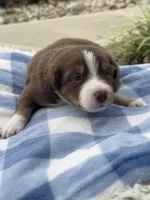 Tucker, a male Miniature Australian Shepherd for sale in Albion, IN – 2 of 6