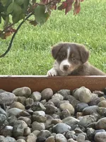 Tucker, a male Miniature Australian Shepherd for sale in Albion, IN – 6 of 10