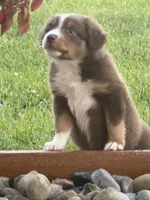 Tucker, a male Miniature Australian Shepherd for sale in Albion, IN – 4 of 10