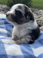 Mac, a male Miniature Australian Shepherd for sale in Albion, IN – 10 of 10