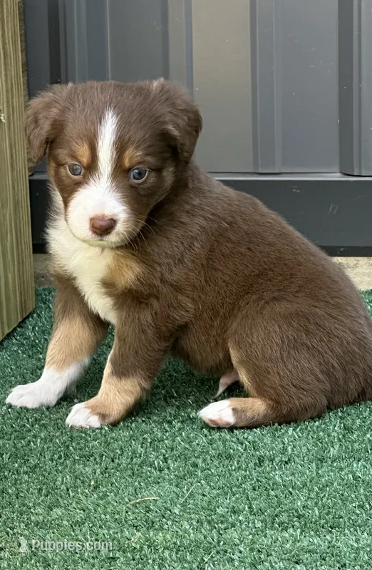Tucker – Miniature Australian Shepherd puppy for sale in Albion, IN