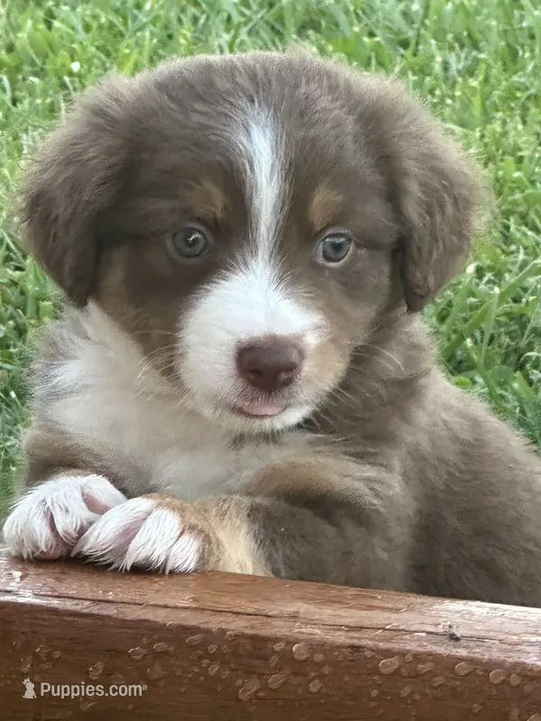 Tucker – Miniature Australian Shepherd puppy for sale in Albion, IN