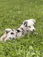 Ranger, a male Miniature Australian Shepherd for sale in Albion, IN – 4 of 10