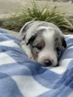 Duke, a male Miniature Australian Shepherd for sale in Albion, IN – 7 of 7