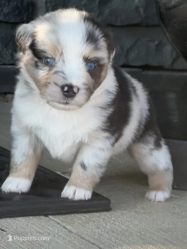 Mac – Miniature Australian Shepherd puppy for sale in Albion, IN