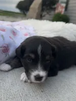 Ellie, a female Miniature Australian Shepherd for sale in Albion, IN – 2 of 8