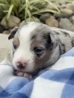 Duke, a male Miniature Australian Shepherd for sale in Albion, IN – 3 of 7