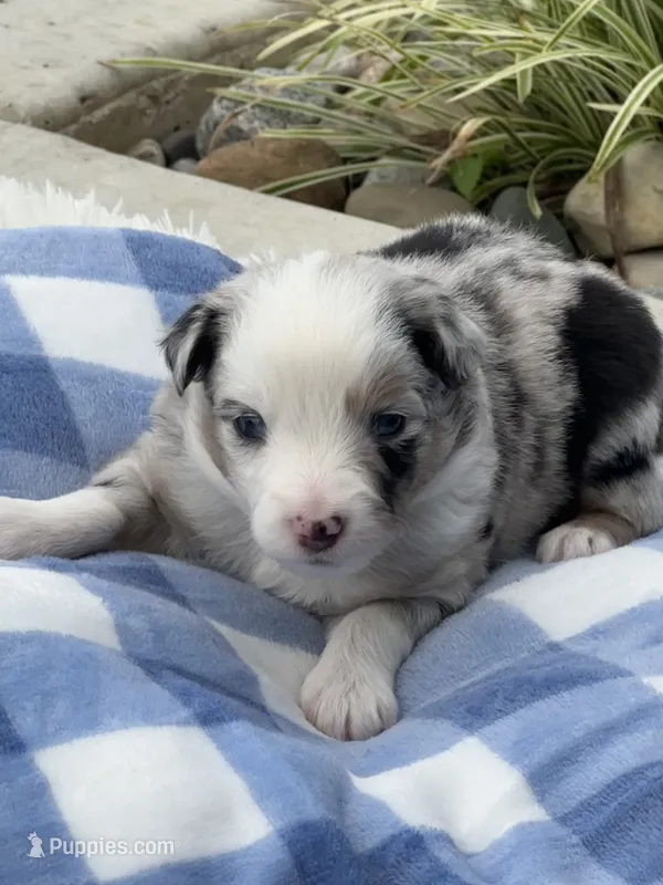 Ranger – Miniature Australian Shepherd puppy for sale in Albion, IN