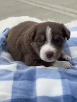 Tucker, a male Miniature Australian Shepherd for sale in Albion, IN – 6 of 6