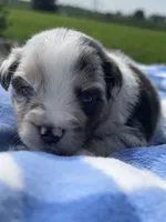 Mac, a male Miniature Australian Shepherd for sale in Albion, IN – 2 of 10
