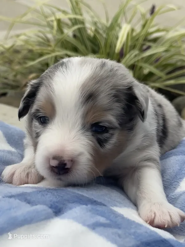 Duke – Miniature Australian Shepherd puppy for sale in Albion, IN