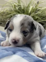 Duke, a male Miniature Australian Shepherd for sale in Albion, IN – 1 of 7