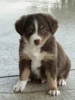 Tucker, a male Miniature Australian Shepherd for sale in Albion, IN – 10 of 10