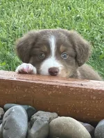 Tucker, a male Miniature Australian Shepherd for sale in Albion, IN – 9 of 10