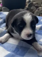 Thor, a male Miniature Australian Shepherd for sale in Albion, IN – 3 of 8