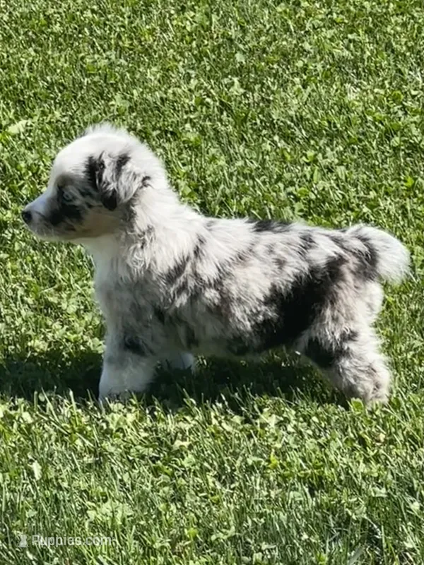 Ranger – Miniature Australian Shepherd puppy for sale in Albion, IN