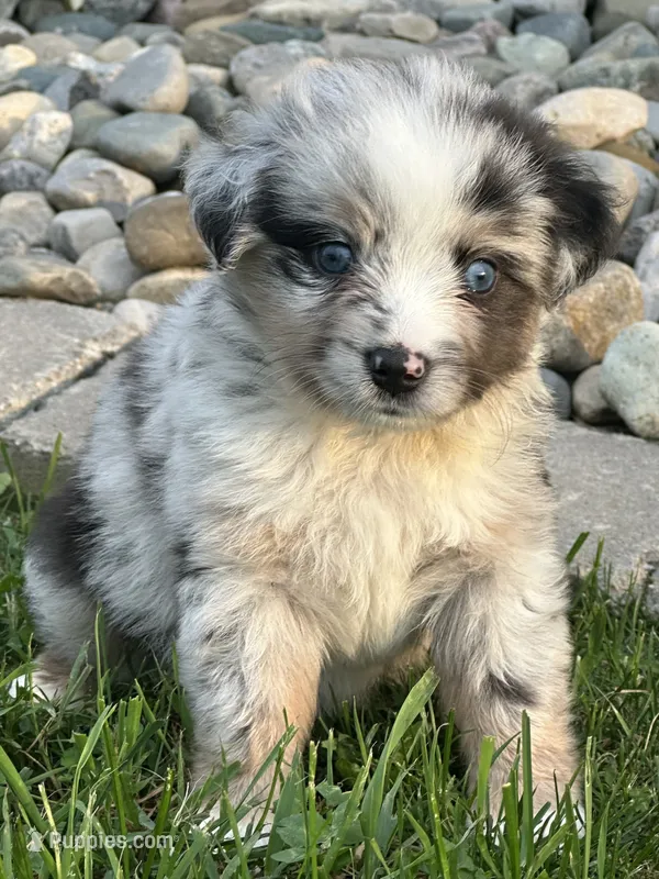 Mac – Miniature Australian Shepherd puppy for sale in Albion, IN