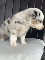 Ranger, a male Miniature Australian Shepherd for sale in Albion, IN – 8 of 10