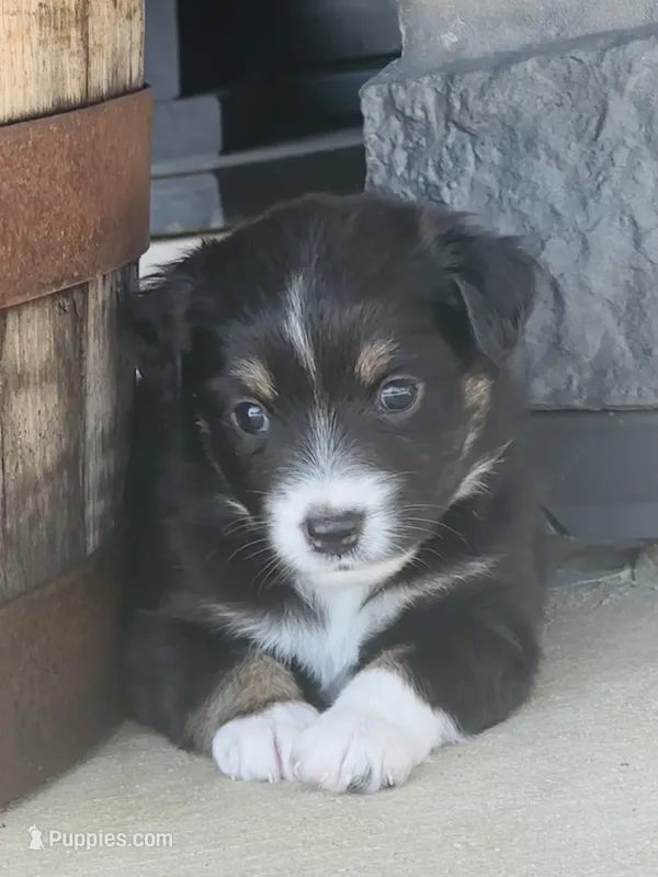 Ellie – Miniature Australian Shepherd puppy for sale in Albion, IN