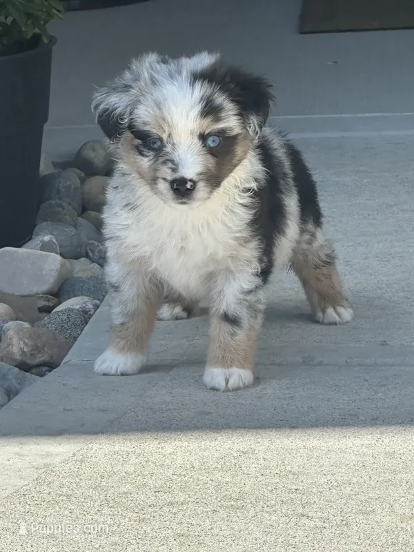 Mac – Miniature Australian Shepherd puppy for sale in Albion, IN